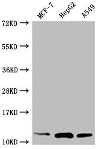 Anti-TXN Antibody (RACO0314)