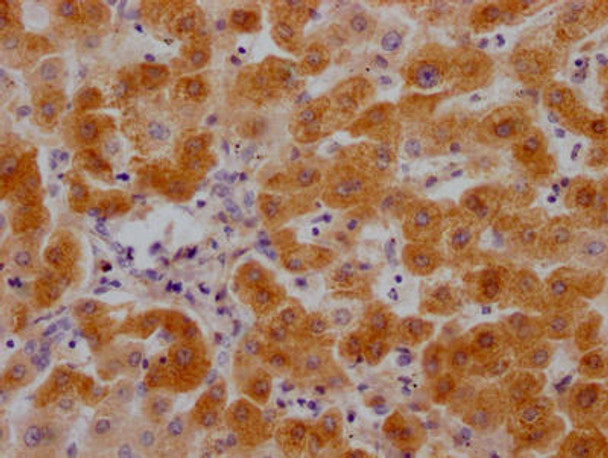 Anti-C3 Antibody (RACO0429)