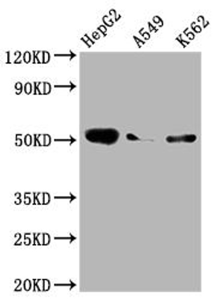Anti-F9 Antibody (RACO0393)