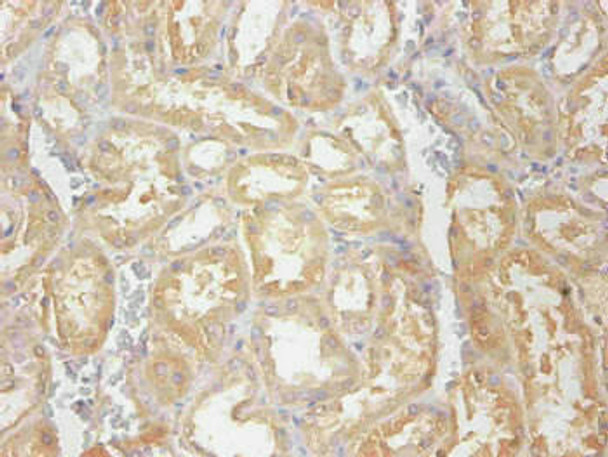 Anti-CST3 Antibody (MACO0542)