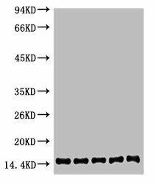 Anti-Histone H2B Antibody (MACO0119)