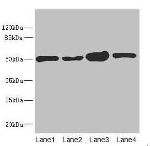 CHN1 Antibody (PACO44866)