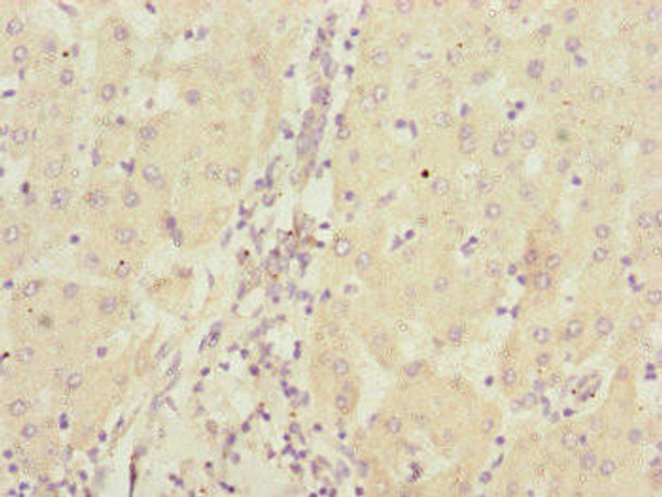 CBR4 Antibody (PACO45048)