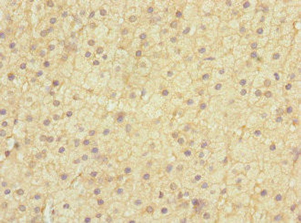 EDIL3 Antibody (PACO45321)