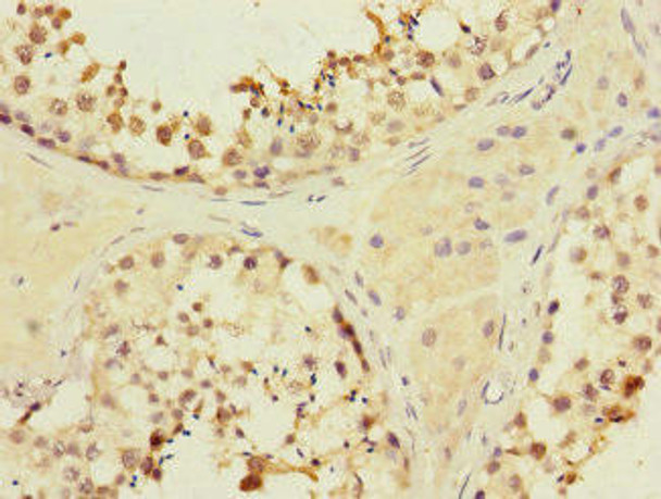 MYBL1 Antibody (PACO45530)