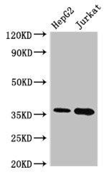 TYMS Antibody (PACO50078)