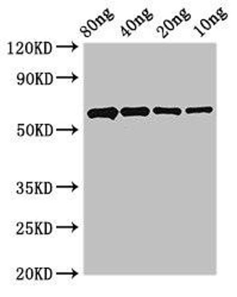 PCNA Antibody (PACO51078)