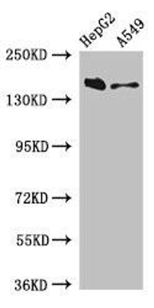 DOT1L Antibody (PACO52674)