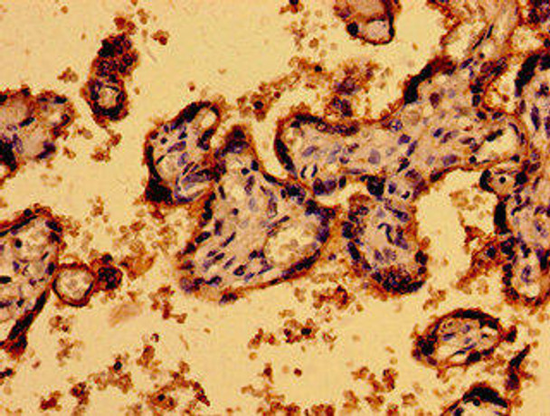 P2RY1 Antibody (PACO54034)