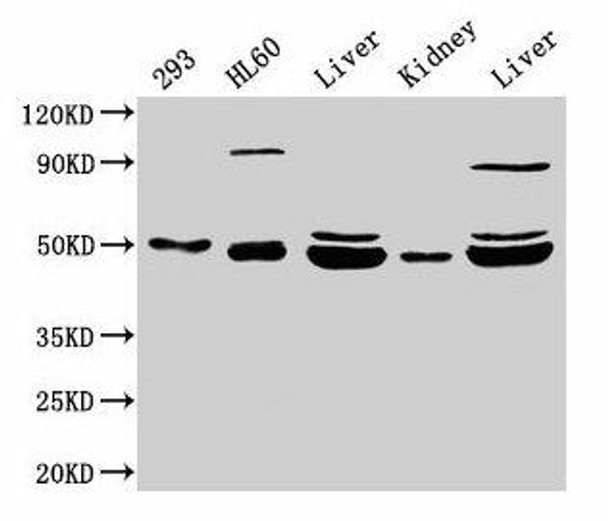 NADK2 Antibody (PACO58184)