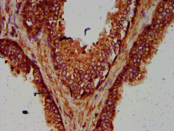 SMG7 Antibody (PACO59293)