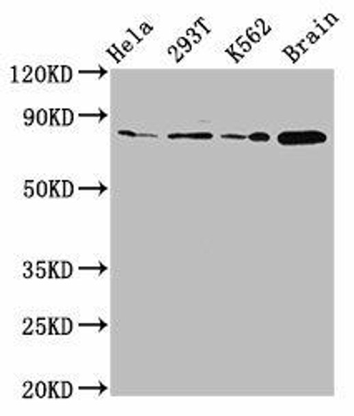 MKLN1 Antibody (PACO60432)