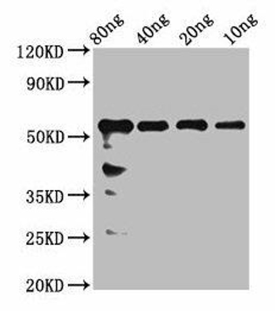 rhoaa Antibody (PACO61354)