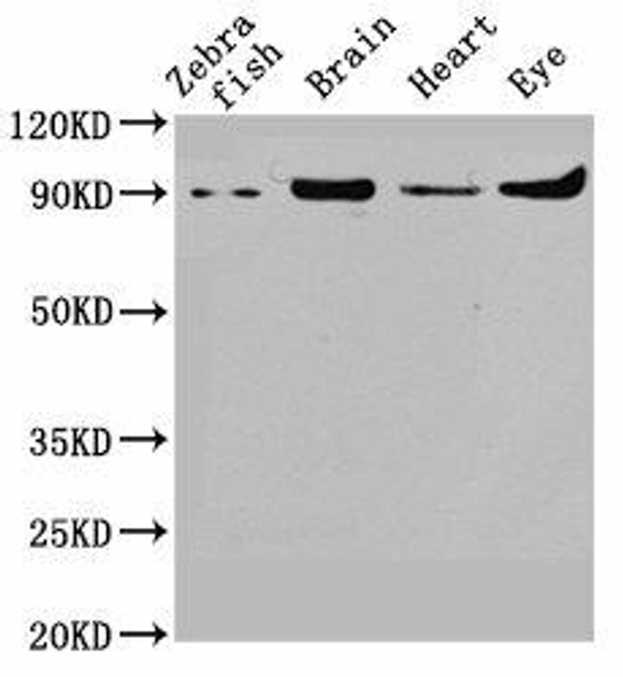 vcp Antibody (PACO61870)