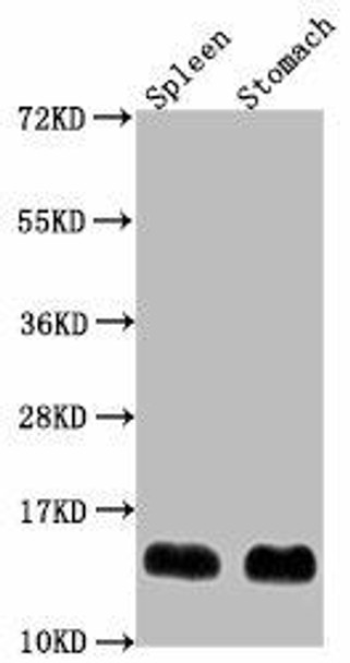 B2m Antibody (PACO62243)