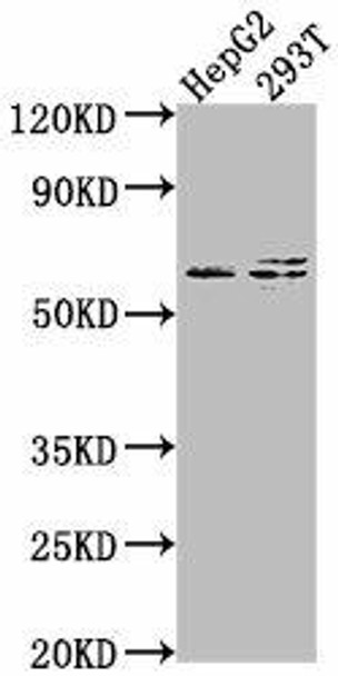 FZD7 Antibody (PACO62903)