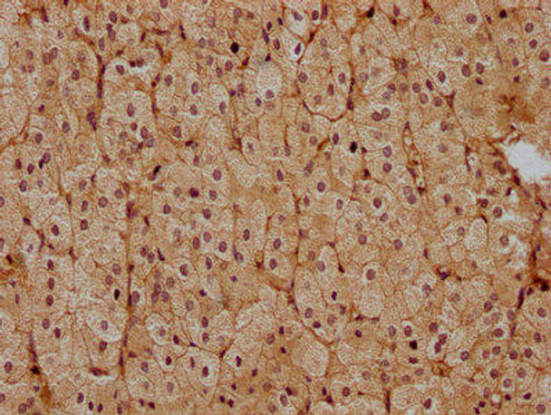 PSENEN Antibody (PACO63503)