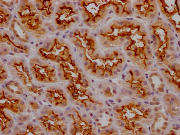 MME Antibody (PACO64299)