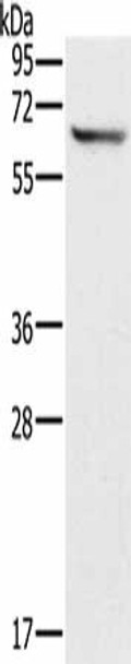 CRMP1 Antibody (PACO17724)