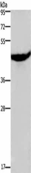 CXCR2 Antibody (PACO17752)