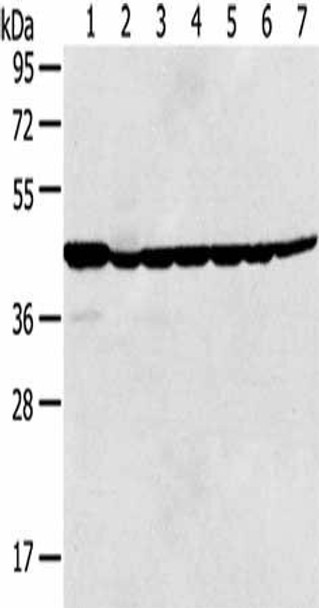 MAPK3 Antibody (PACO17844)