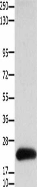 CLDN4 Antibody (PACO17952)