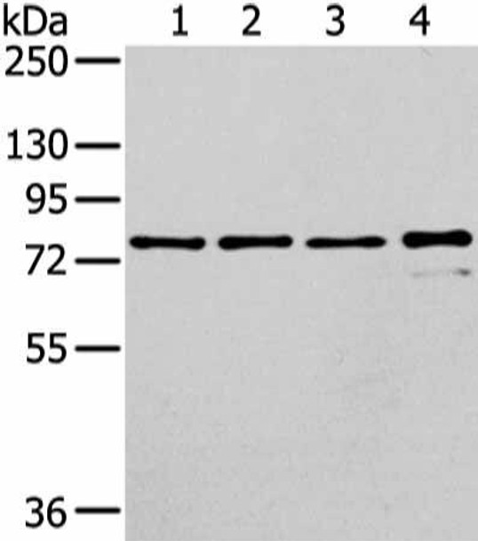 GHR Antibody (PACO17990)