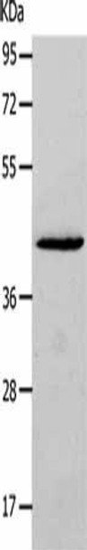 NCK2 Antibody (PACO18281)