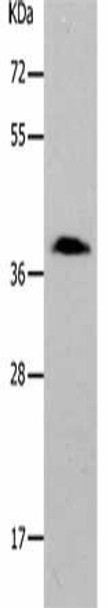 PARD6A Antibody (PACO18334)