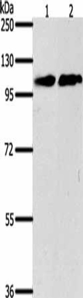 NFATC4 Antibody (PACO18487)