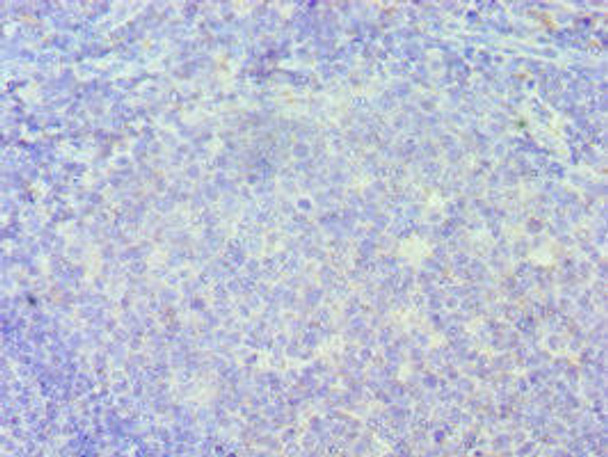 IRF8 Antibody (PACO43229)