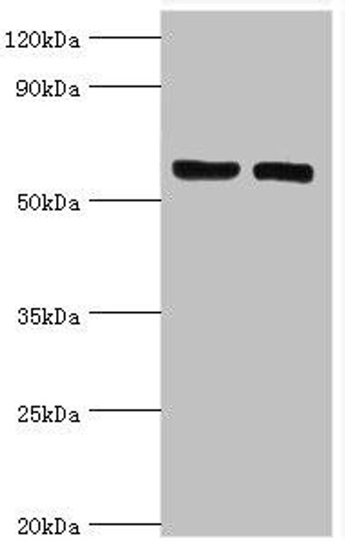 GGA2 Antibody (PACO43239)