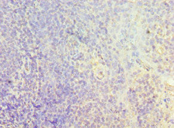 CMA1 Antibody (PACO43323)