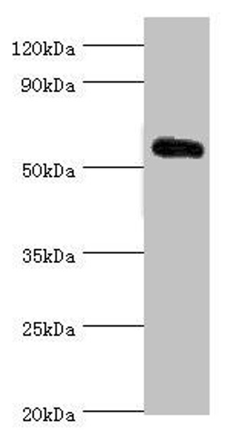 KLF4 Antibody (PACO43523)