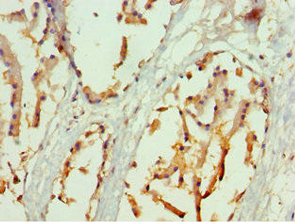 NRF1 Antibody (PACO43532)