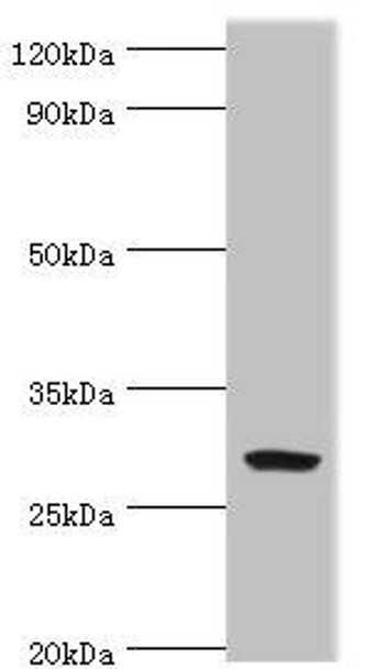 SPIN2B Antibody (PACO43629)