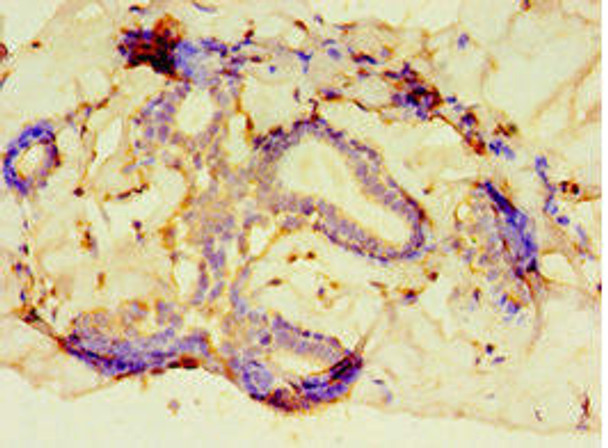 PCDHA6 Antibody (PACO43899)