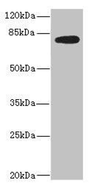 MEP1B Antibody (PACO45457)