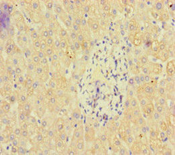 PAN2 Antibody (PACO46582)