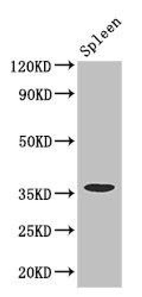 FCGR2A Antibody (PACO47762)