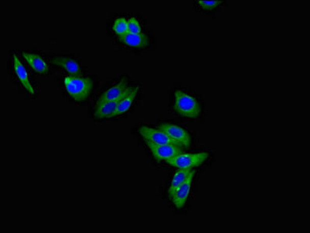 LEPR Antibody (PACO48514)