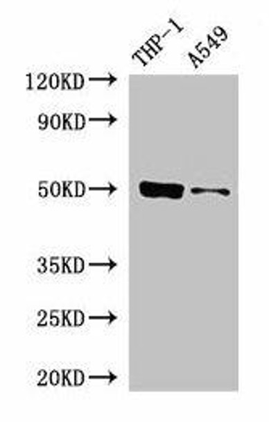 IRF3 Antibody (PACO48970)