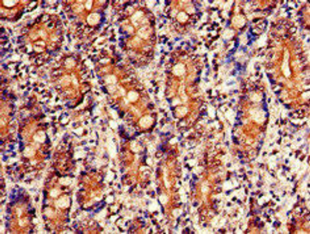 NUDT1 Antibody (PACO49818)