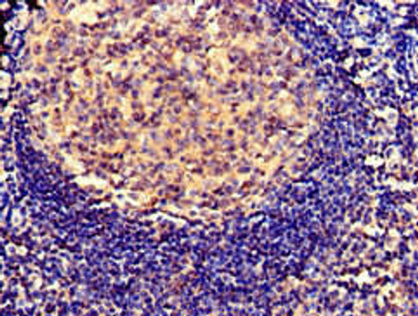 SERPING1 Antibody (PACO49998)