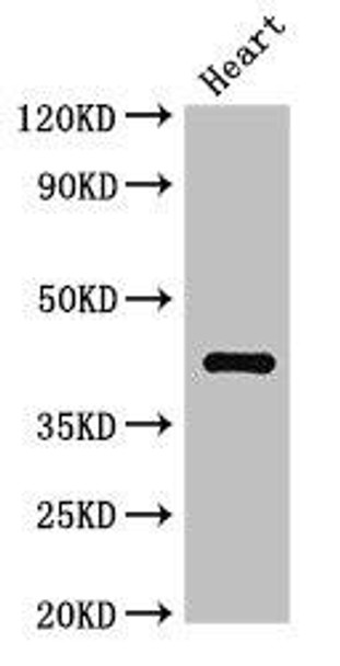 WNT5A Antibody (PACO50094)