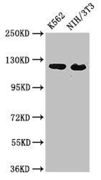 XPO1 Antibody (PACO50098)