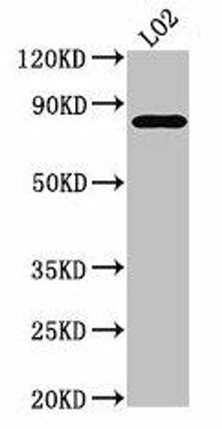 XRCC5 Antibody (PACO50102)