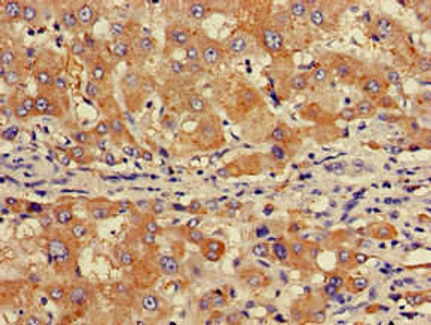 GABARAPL1 Antibody (PACO50990)