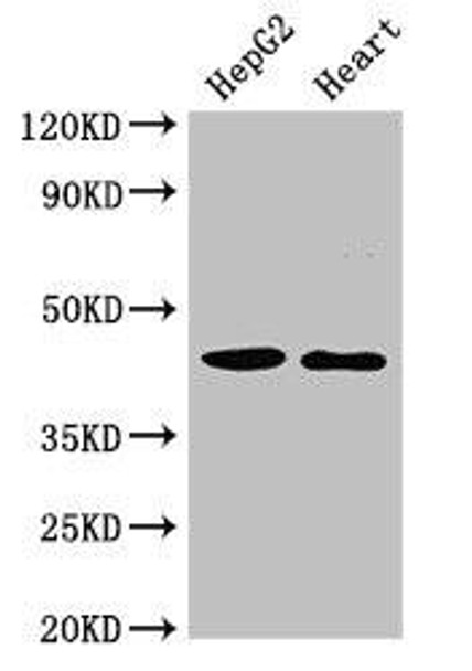 GULP1 Antibody (PACO51130)