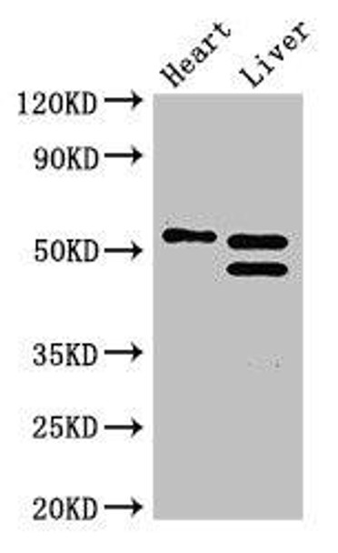 COQ6 Antibody (PACO51258)